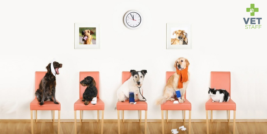 VET STAFF